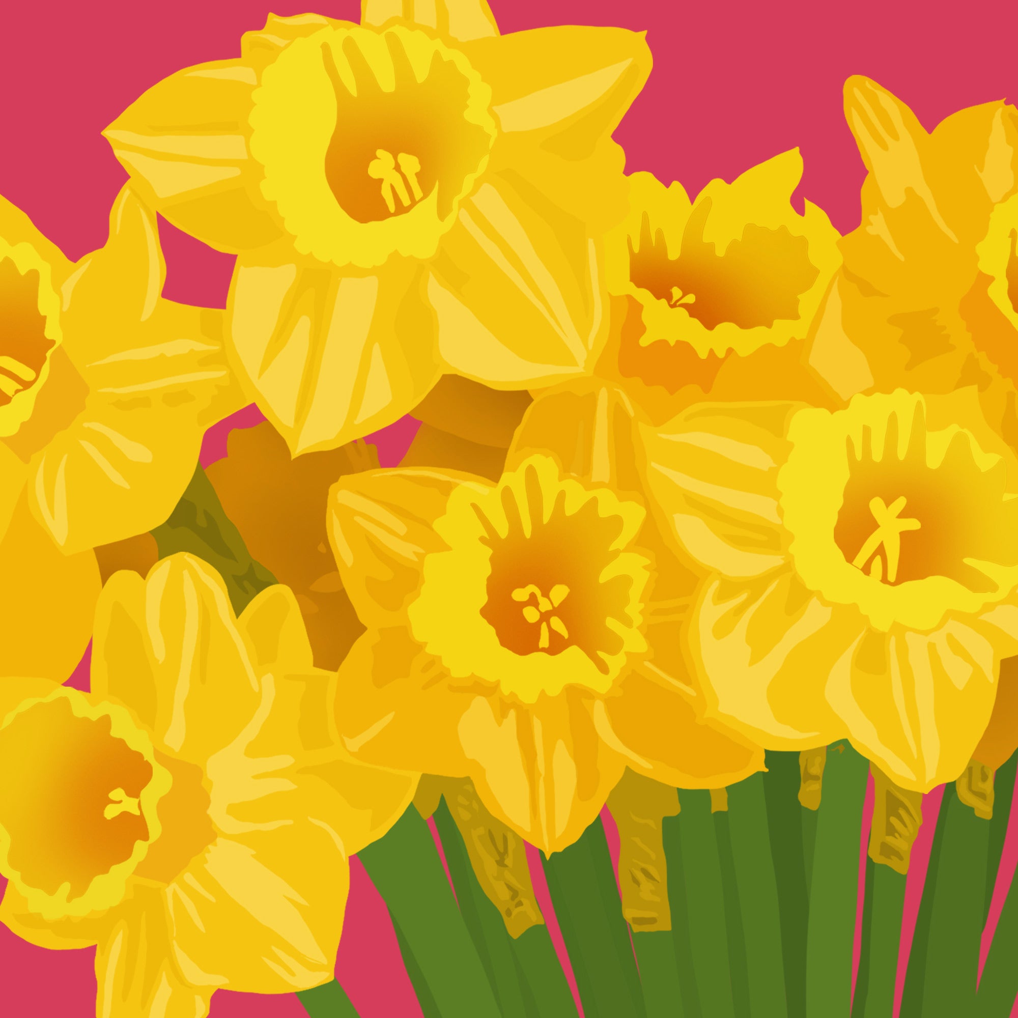 Illustration of yellow daffodils on a pink background